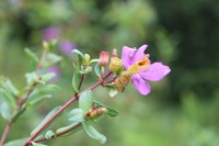 Osbeckia octandra DC.